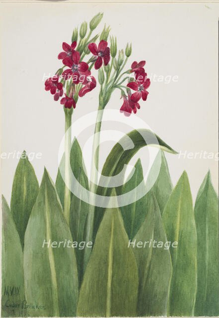 Primrose (Primula parryi), 1938. Creator: Mary Vaux Walcott.