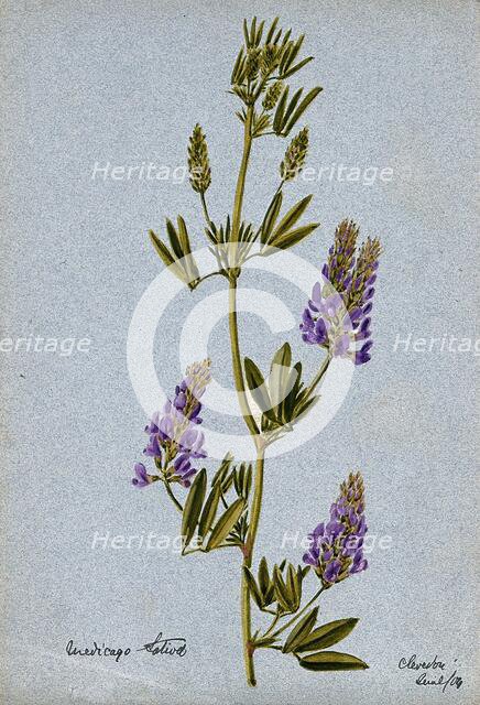 Lucerne or alfalfa plant (Medicago sativa): flowering stem, 1904. Creator: Unknown.