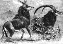 Sable antelope from Southern Africa, recently added to the Zoological Society's..., 1861. Creator: Pearson.