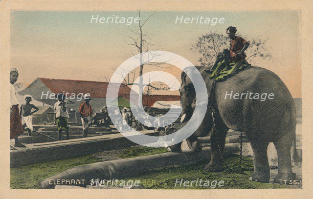 'Elephant Stucking Timber',  c1900. Artist: Unknown.