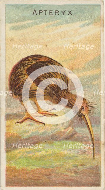 Apteryx, from the Birds of the Tropics series (N5) for Allen & Ginter Cigarettes Brands, 1889. Creator: Allen & Ginter.