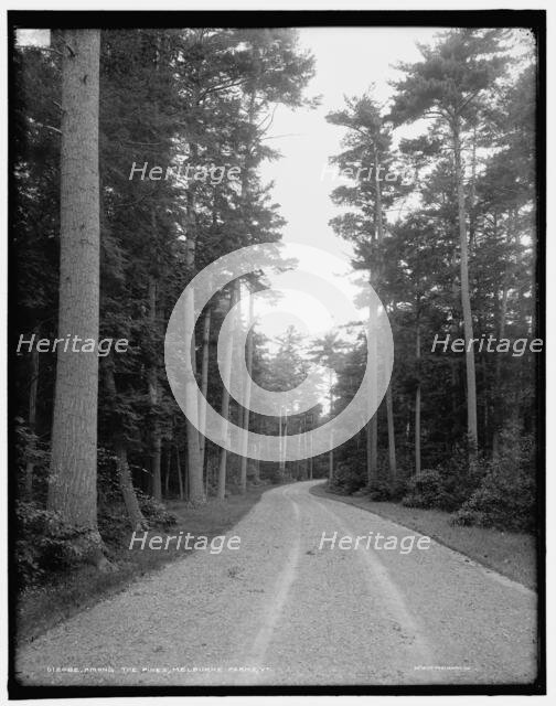Among the pines, Melburne i.e. Shelburne Farms, Vt., between 1900 and 1906. Creator: Unknown.