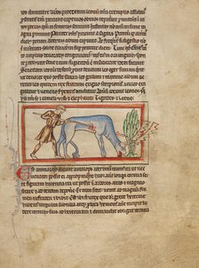 An Antelope; Northumberland Bestiary, about 1250-1260. Creator: Unknown.