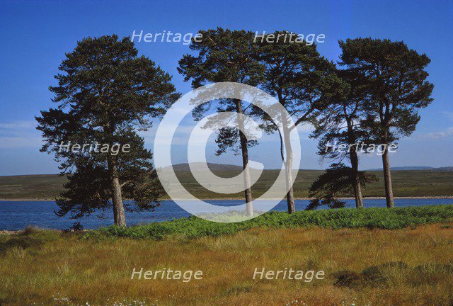 Pine Trees at Loch Ashie, 6 miles south of Inverness, Inverness-shire, 20th century. Artist: CM Dixon.