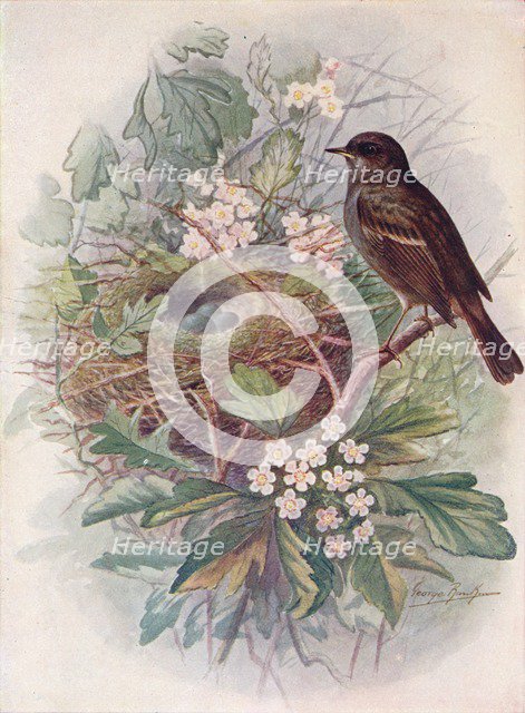 'Hedgesparrow - Accen'tor modula'ris', c1910, (1910). Artist: George James Rankin.