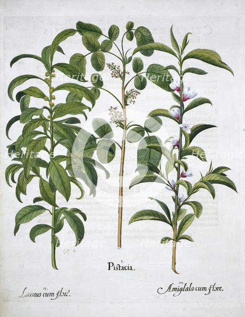 Pistachio Nut, Bay Tree (Laurus Nobilis) and Almond, 1613. Artist: Unknown