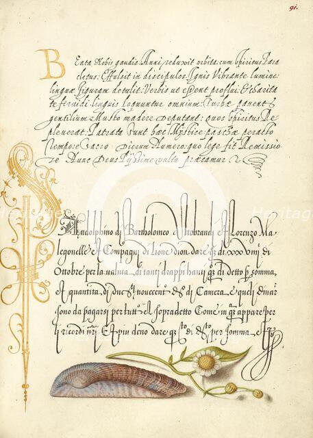 Noah's Ark Shell and Sneezewort, 1561-1562; illumination added 1591-1596. Creator: Joris Hoefnagel.