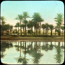 Palm trees reflected in water, India, late 19th or early 20th century Artist: Unknown