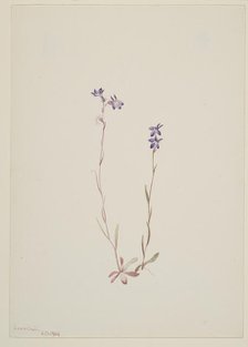 Lobelia Kalmii, 1904. Creator: Mary Vaux Walcott.