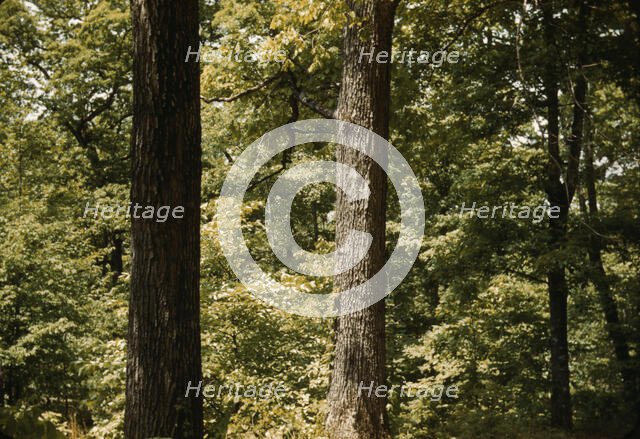 Trees in a reforestation project, Md.?, between 1941 and 1942. Creator: Unknown.
