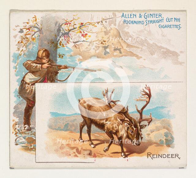 Reindeer, from Quadrupeds series (N41) for Allen & Ginter Cigarettes, 1890., 1890. Creator: Allen & Ginter.