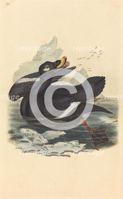 Velvet Duck. Creator: Unknown.