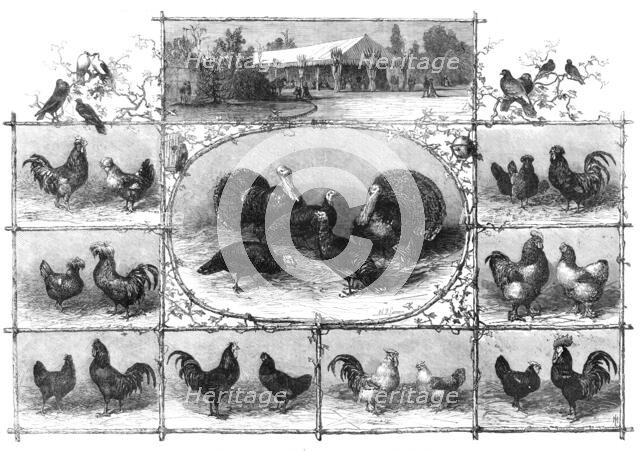 Exhibition of poultry at the Jardin d'Acclimatation, Paris, 1868. Creator: Unknown.