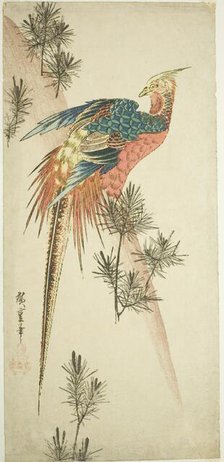 Golden pheasant and pine shoots in snow, c. 1833. Creator: Ando Hiroshige.