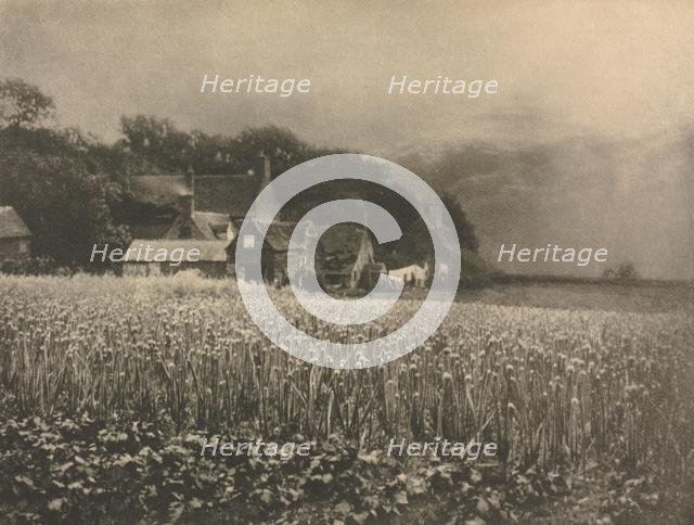 Camera Work: The Onion Field - 1890, 1890. Creator: George Davison.