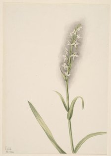 Untitled--Plant Study, 1904. Creator: Mary Vaux Walcott.