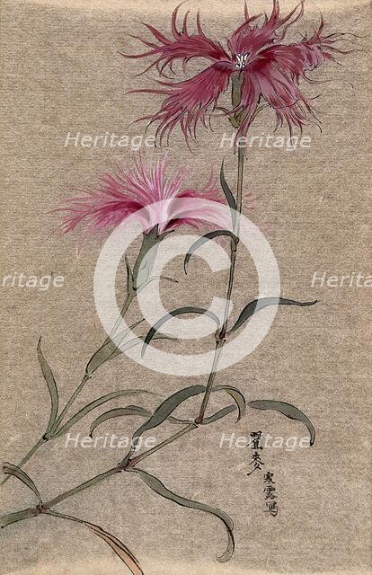 A pink (Dianthus species): flowering stem. Creator: Unknown.