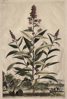 Phytographia Curiosa: Spiraea Theophrasti. Creator: Abraham Munting (Dutch, 1626-1683).