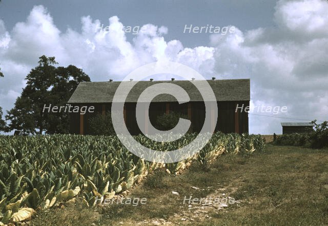 Field of Burley tobacco on farm of Russell Spears..., vicinity of Lexington, Ky., 1940. Creator: Marion Post Wolcott.