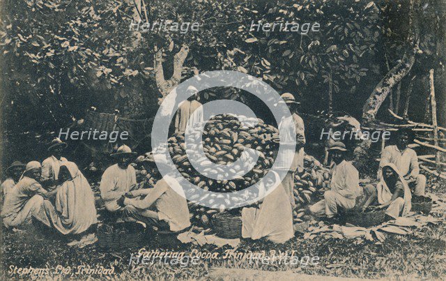 'Gathering Cocoa, Trinidad, B.W.I.', early 20th century. Creator: Unknown.