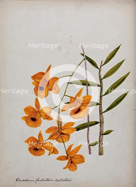 An orchid (Dendrobium fimbriatum var Oculatum): flowering stem and leaves. Creator: Unknown.