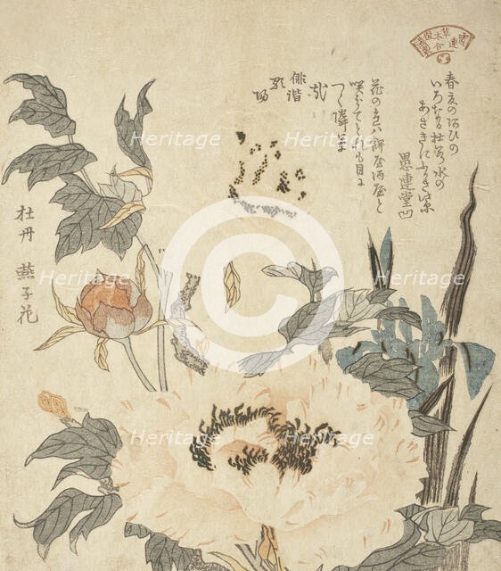 Peonies, 19th century. Creator: Unknown.