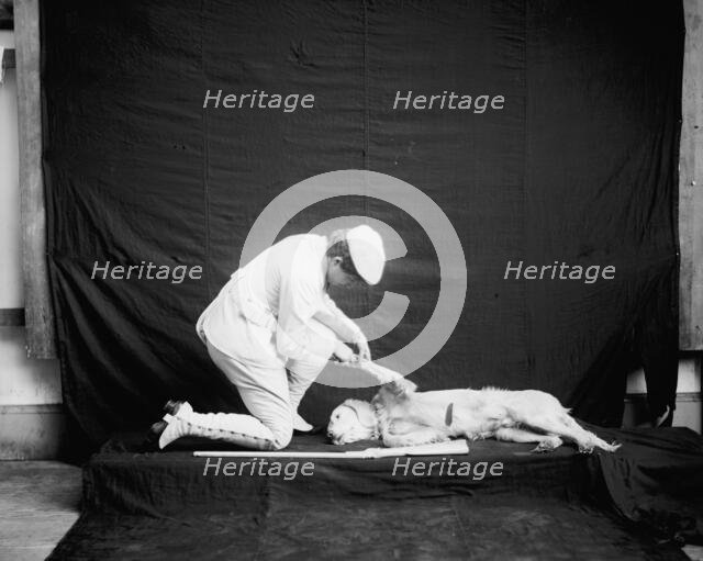 Billy and his mistress in hunting poses, between 1895 and 1910. Creator: Unknown.