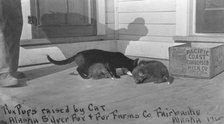 Fox pups raised by cat at Alaska Silver Fox and Fur Farms Co., between c1900 and c1930. Creator: Unknown.