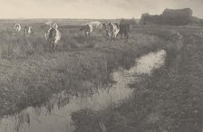 Cattle on the Marshes, 1886. Creators: Dr Peter Henry Emerson, Thomas Frederick Goodall.