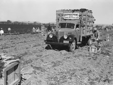 Loading carrots in the field near Holtville, California, 1939. Creator: Dorothea Lange.