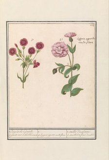 Two carnations (Dianthus), 1596-1610. Creators: Anselmus de Boodt, Elias Verhulst.
