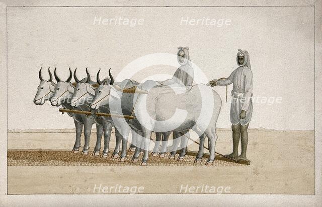 Two farmers using oxen to plough the land, (between 1800 and 1899?). Creator: Unknown.