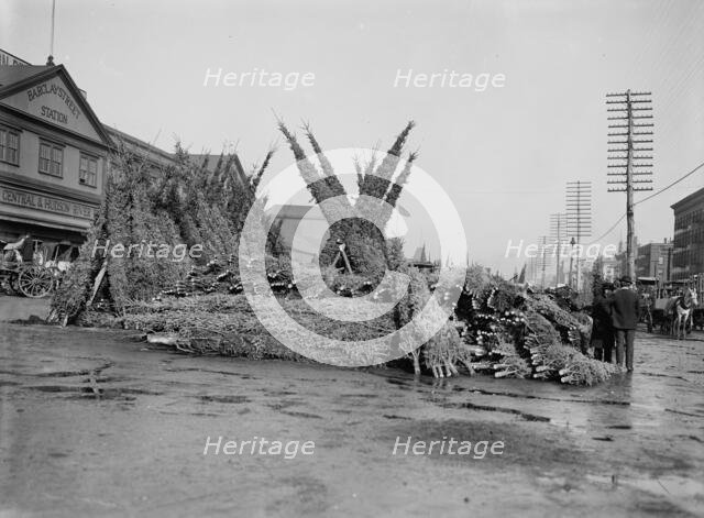 Cut Christmas trees, market in front of Barclay Street Station, N.Y., between 1885 and 1895. Creator: Unknown.