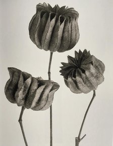 Abutilon. From: Urformen der Kunst (Art Forms in Nature), 1928. Creator: Blossfeldt, Karl (1865-1932).
