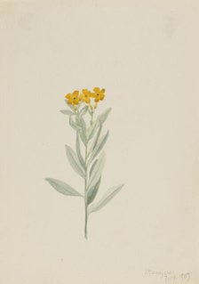 Lithospermum canescens, 1907. Creator: Mary Vaux Walcott.