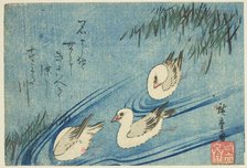 Oystercatchers, c. 1833/34. Creator: Ando Hiroshige.