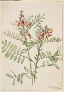 Rabbitbean (Cracca virginiana), 1918. Creator: Mary Vaux Walcott.