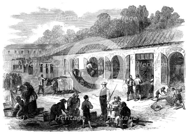 The Vintage of Medoc: the cuvier at Chateau Lafitte, 1871. Creator: Unknown.