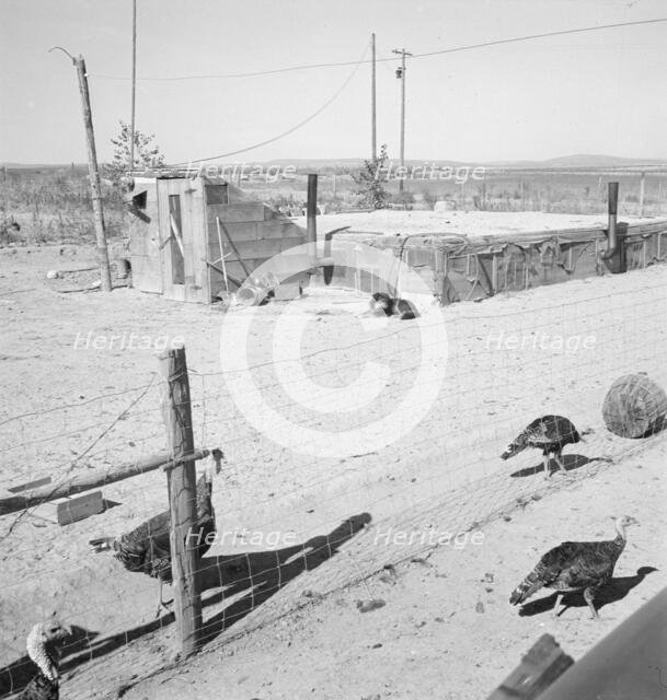 Home of the Williams' family, Dead Ox Flat, Malheur County, Oregon, 1939. Creator: Dorothea Lange.