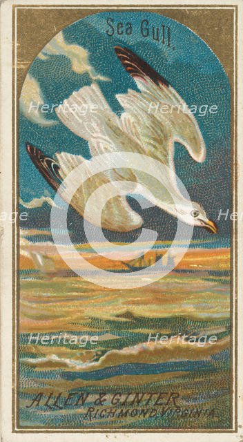 Seagull, from the Birds of America series (N4) for Allen & Ginter Cigarettes Brands, 1888. Creator: Allen & Ginter.
