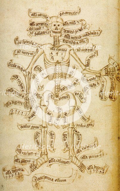 The skeleton and the names of the bones, 15th century. Creator: Anonymous.