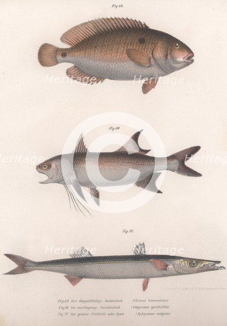 Two-spot Bimaculus, African Redfin, Common Barracuda, c.1850s. Artist: Unknown.