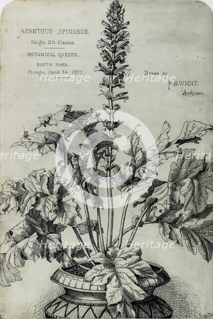 Acanthus Spinosus, Presentation Drawings, 1877. Creator: Peter Bonnett Wight.