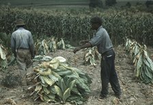 Burley tobacco is placed on sticks to wilt after cutting...on the Russell Spears' farm..., Ky., 1940 Creator: Marion Post Wolcott.