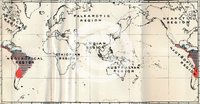 'Anthropoidea - V. Map distribution of Families Hapalidae (Red), and Cebidae (Blue), 1897. Artist: Unknown.