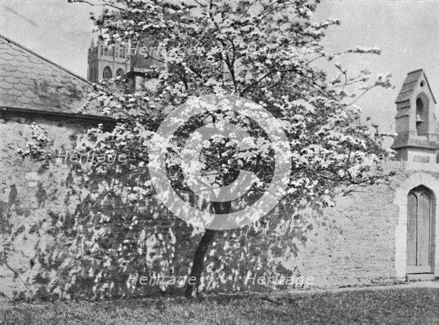 'The Glastonbury Thorn', 1902. Artist: Unknown.