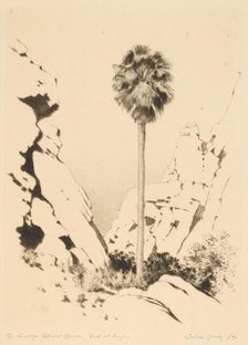 Palm Canyon (no.1), c. 1920. Creator: George Elbert Burr.