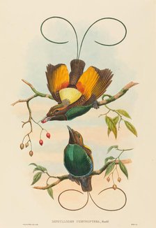 Diphyllodes chrysoptera (Magnificent Bird of Paradise). Creators: John Gould, William Matthew Hart.