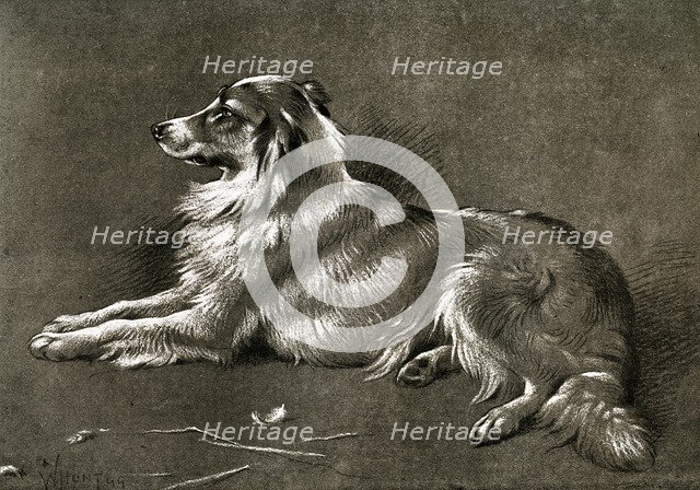 'A Sheep Dog', 1901. Artist: Unknown