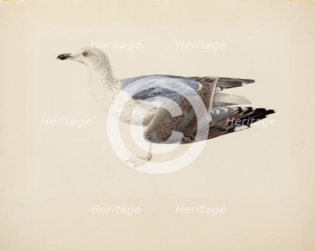 European Herring Gull, 1837. Creator: Magnus von Wright.